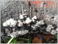 Gemeiner Spaltblättling2